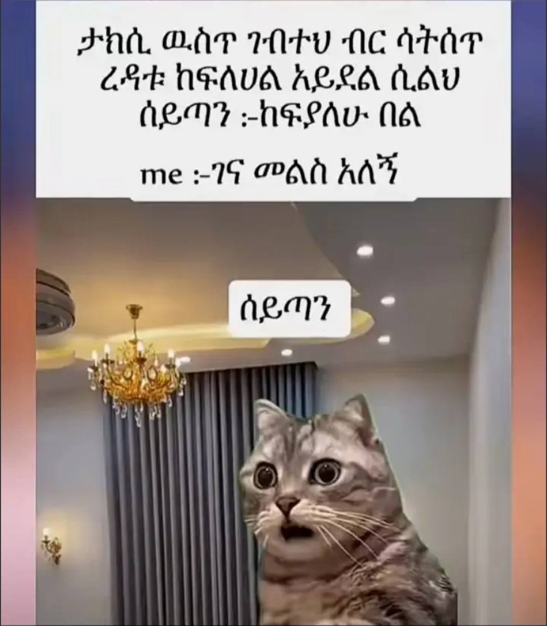 Ethiopia Animal Humor a cat is looking at the camera